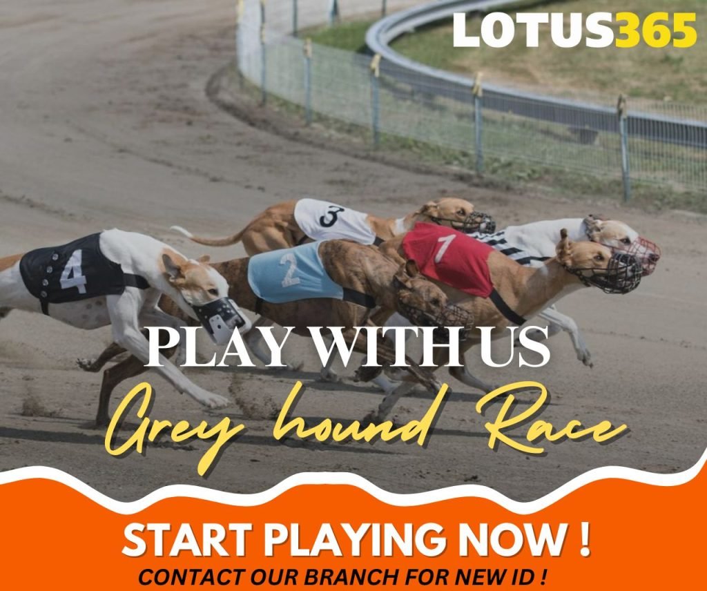 How to Bet on Greyhound Racing A Guide for Beginners on Lotus365 4 Greyhound racing betting guide