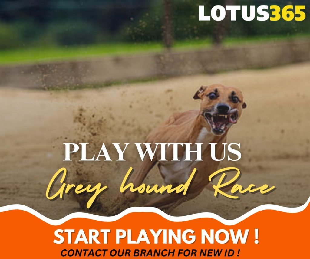 How to Bet on Greyhound Racing A Guide for Beginners on Lotus365 3 Lotus365 betting features