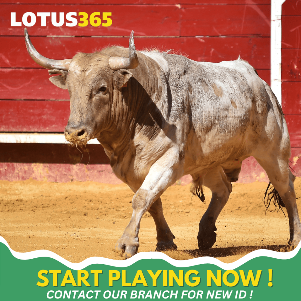 Top Tips for Successful Bull Betting on Lotus365 From Beginners to Experts 3 Bull betting tips
