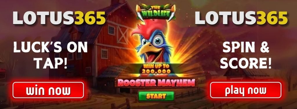 Why Rooster Mayhem Slot Is a Hit on Lotus365 3 Rooster Mayhem on Lotus365